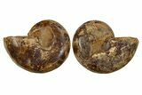Jurassic Cut & Polished Ammonite Fossil - Madagascar #288320-1